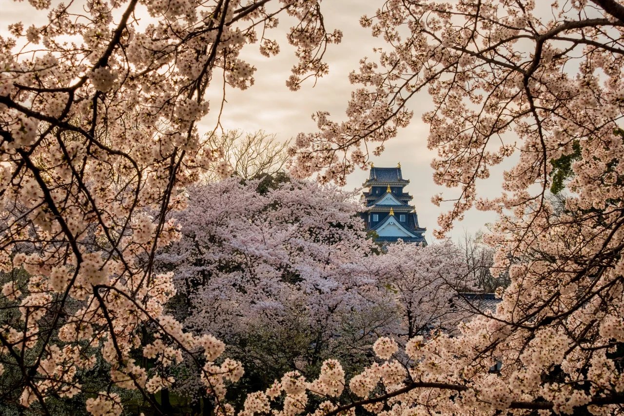 🏞️ 시로야마 공원(시로야마코엔) 이미지 7